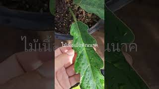 พิณนาคด่างไม้เนื้อเยื่อ