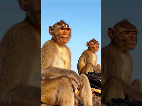 Ai Monkey Velliangiri Vlog | veo 3 tutorial tamil | ai monkey vlogs | #shorts #trending #aitamil