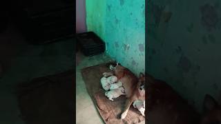 #shorts #shortvideo #youtubeshorts #doglovers #puppyvideos #dog #geetakumari