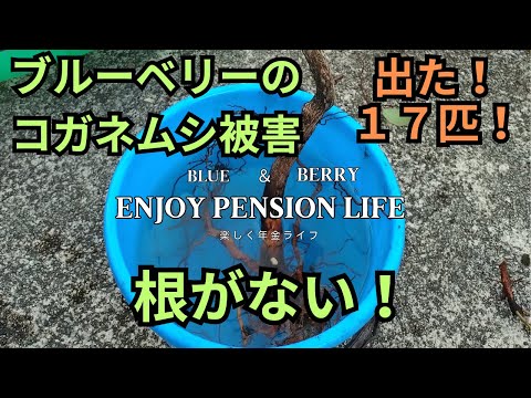 コガネムシにダイアジノンかけてみた　コガネムシ幼虫被害