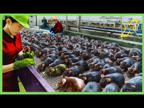 How Chinese Farmers Captures and Utilizes Millions of Rats || Food Processing Technologies