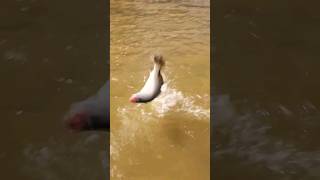 Trolling for Barramundi on the Daly River #fishing #barramundi #trolling