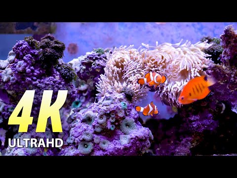 4K ULTRA HD:  Underwater fish life.  Healing Music for Nerves and Relaxing Sleep Music