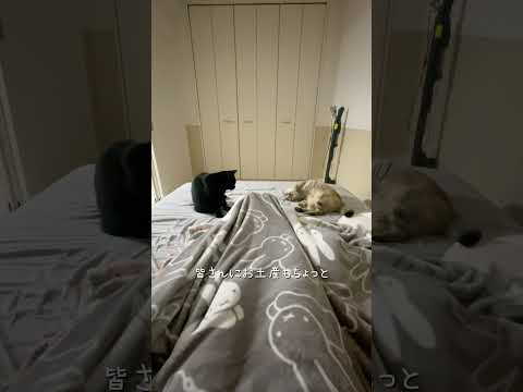 わが家の作戦会議 #猫 #ネコ #shorts