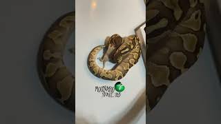 🐍 Assist feeding🧪 #assitsfeed #snakes #snakebreeder #reptiles #ballpython #royalpython #shorts