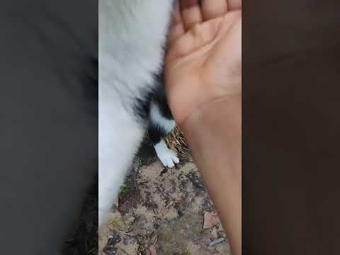 funny kitty