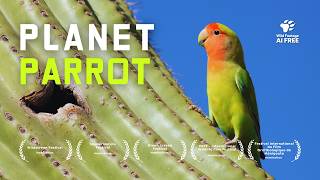 Wild Parrots Taking Over Your City | Full Documentary