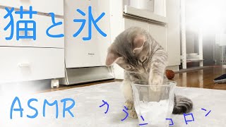 涼しい音を奏でる子猫～概要欄も見てね～【保護猫・生後131日】Kitten playing a cool sound