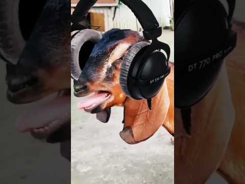 bakari ki awaj ka song #shorts #viral