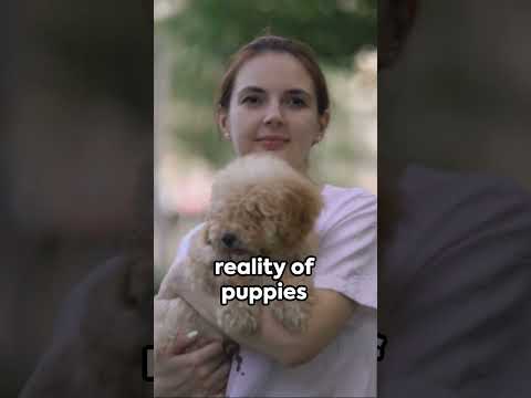 Luxury Life of New York's Pampered Dogs