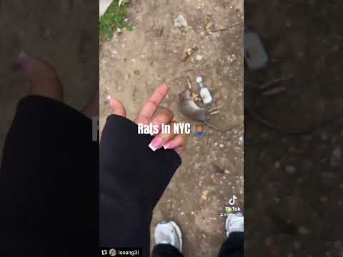 Rats In NYC🗽🤦🏽‍♂️