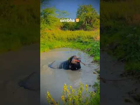 simbha king of depalpur 🦁