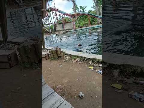 Mandi