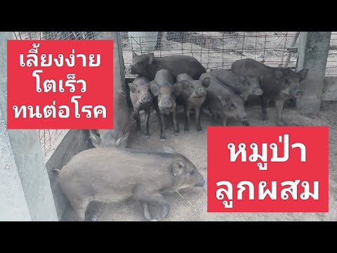 ฟาร์มหมูป่าลูกผสม - อาชีพสร้างรายได้channel