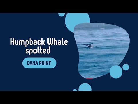 Humpback Whale Spotted#Dana point