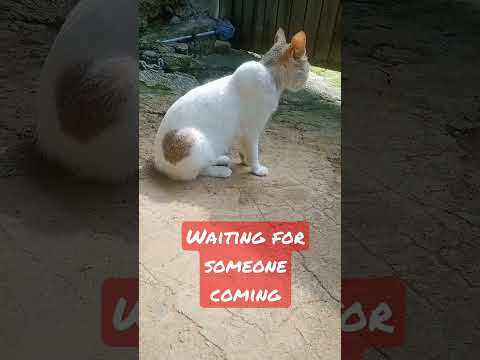 im waiting #shortvideo #wait #cutecat