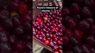 Found a treasure of cherries | picking fruit  #vlog #paradise #skardu #shorts #shortvideo #pakistan