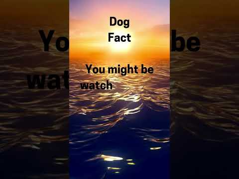 Do you love your dog?