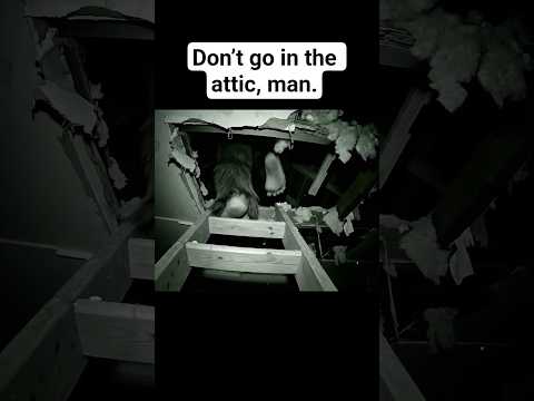 Don’t go in the attic, man. | Bigfoot Vlogs #bigfootvlog