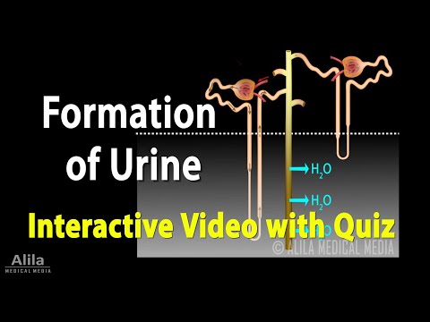 Urine Formation - Interactive Animation with Quiz