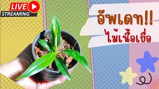 ขายต้นไม้ อัพเดทไม้เนื้อเยื่อ ปลูกไม้เนื้อเยื่อ เทคนิคง่ายๆ ให้โตไว Tissue Culture ไม้ด่าง ไม้มงคล