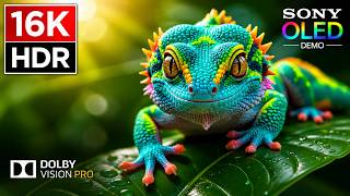 Ultimate Massive OLED Display Test Video | Animals & Nature 4K HDR Demo | Dolby Vision 240FPS