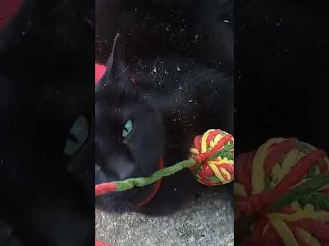 Birthday Boy enjoying his gift #cat #catlover #family #love #catnip #happybirthday