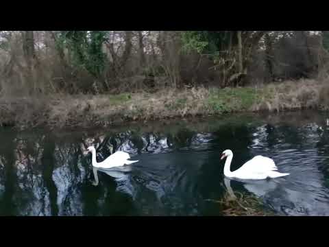 Swans