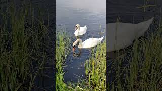 #łabędzienieme #muteswan #ptakiwodne #warmia #maj2025