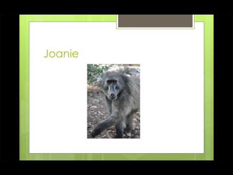 baboon