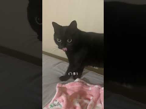 カワイイ声すら出ません #猫 #猫のいる暮らし #かわいいだけじゃだめですか