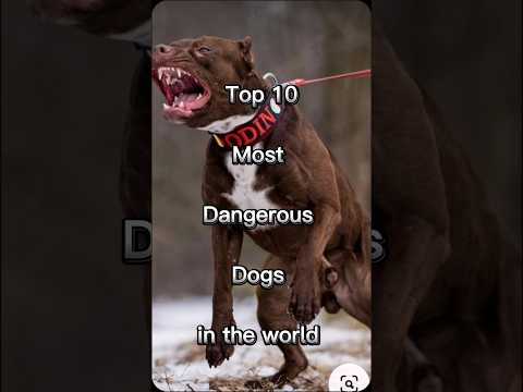 Top 10 Most Dangerous Dog 🐶 in the world 🌎#top10 #dog #shorts #sistrology #vlog
