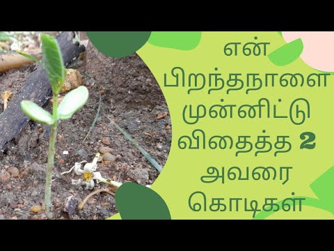 பிறந்தநாளை முன்னிட்டு விதைத்த 2 அவரை கொடிகள் | seeded 2 Indian beans on my birthday | organic garden
