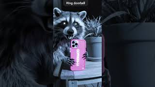 Racoon Steals Gorilla Case