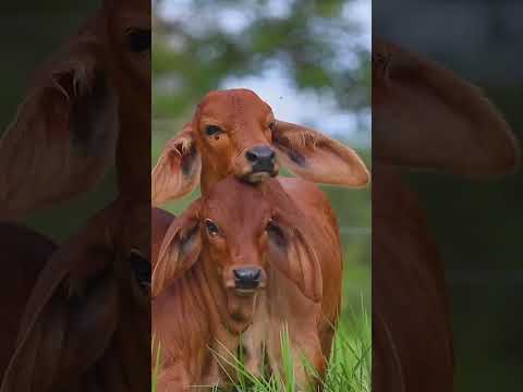 Beautiful Cow Video #cutebaby #viralvideo #shorts #shortvideo #babyshorts #cutebaby #viralvideos
