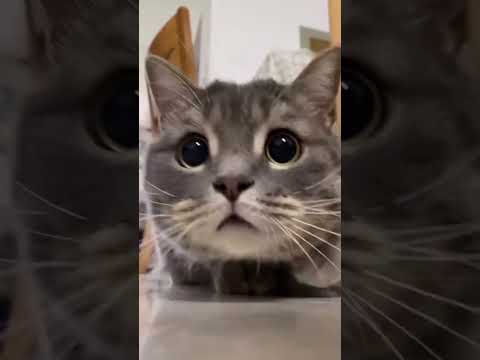 Welcoming #cat  #shorts