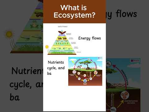 What is an ecosystem? #biology #shorts