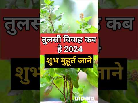 तुलसी विवाह कब है 2024 | तुलसी विवाह का शुभ मुहूर्त | Tulsi Vivah Kab 2024 #tulsivivah