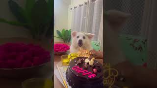 Birthday#birthdaygirl #birthdaysongstatus #doglovers #animallovervideos #birthdayvideomaker