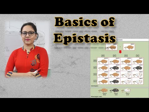 Basics Of Epistasis || Genetics || Non-Mendelian Gene Interaction II Life Sciences || Biology