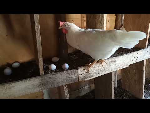 Layers chicken (white eggs) after 4 months