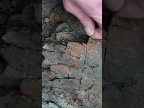 Picking Out a Picker While Bedrock Crevicing for Gold #goldmining #sniping #bedrock