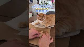 From the cat, for the cat! Cat fur turned into tiny kitty shoes#viralclips
