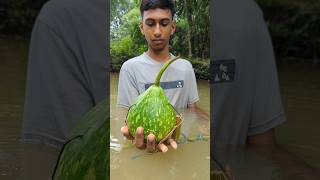 Unbelievable Fishing Technique With Gourd Bait#fish_video#fish
