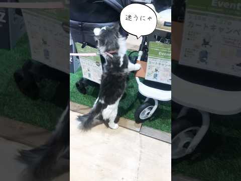 買い物にゃんこ#越谷レイクタウン #ノルウェージャンフォレストキャット #猫動画