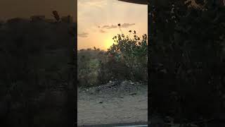 it's always hard to say bye 😢..golden rajasthan #rajasthan #mehmaan #shortsfeed #ytshorts #thar