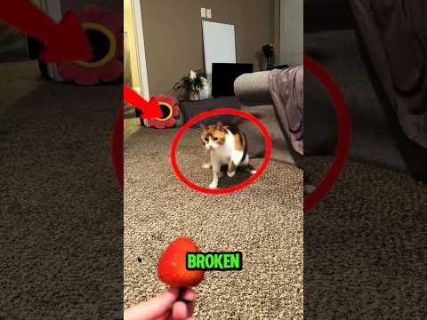 This cat looks broken😬 #farrukhqureshi