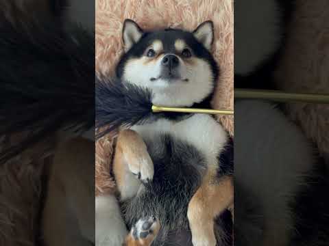 Relax. You will be as light as a feather.#かわいい #littlemanyu #dogsofinstagram #柴犬 #asmr