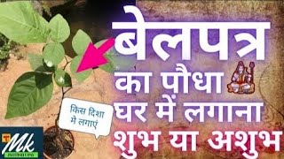 घर मे लगाना शुभ या अशुभ?🌿 बेलपत्र का पौधा किस दिशा मे लगाएं। Belpatra। vastu tips #mahadevspecial