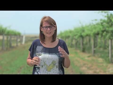 The Wines of Northwest Spain